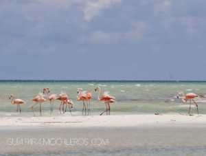 Flamingos en Holbox