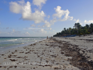 Sargazo en tulum