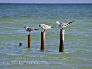 pájaros en el mar