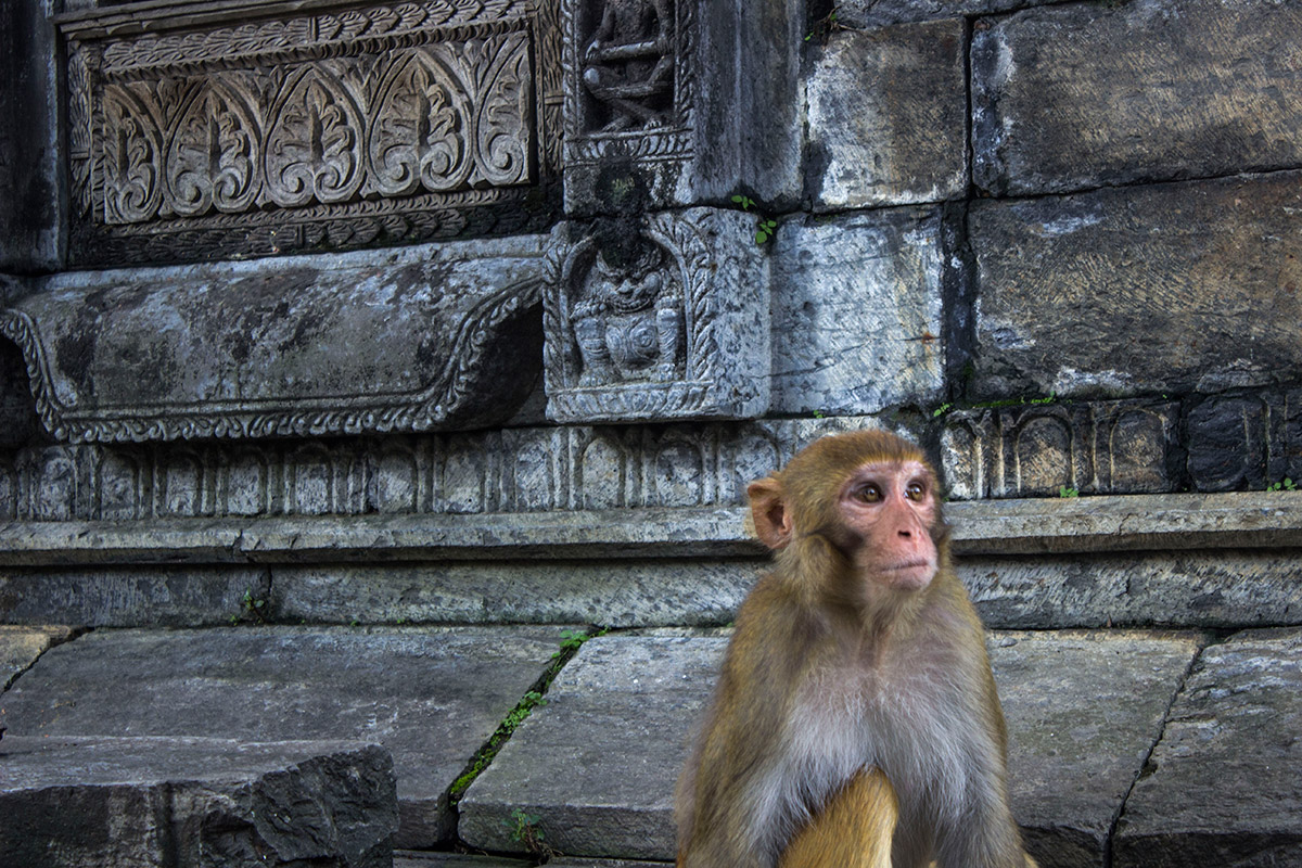 Monos en Katmandú