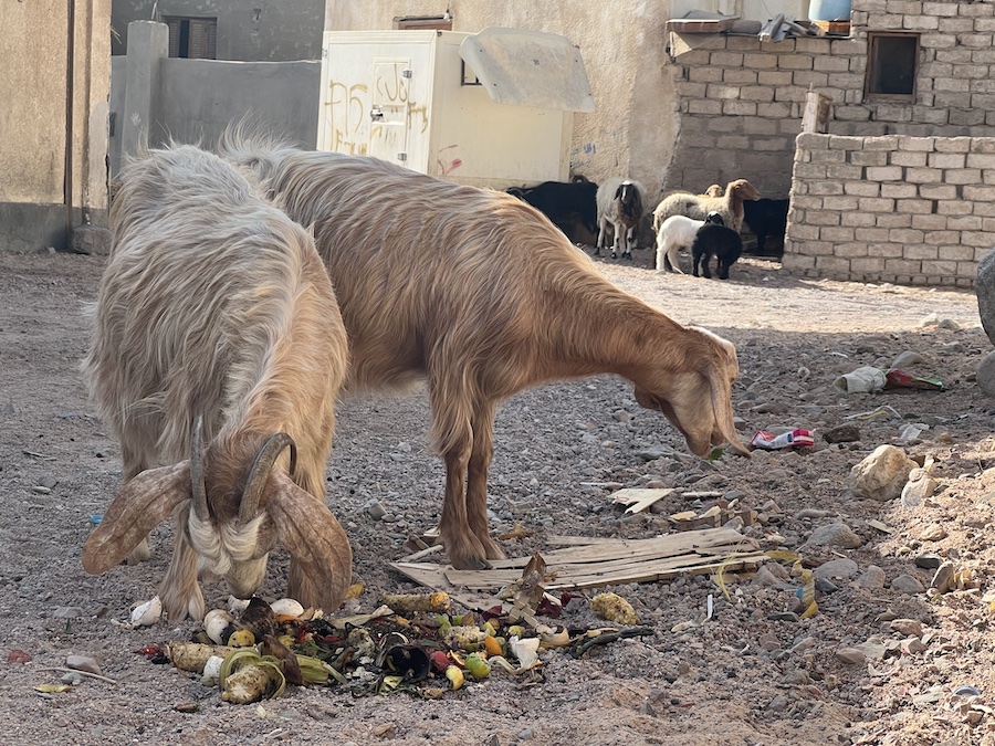 Cabras en Eilat